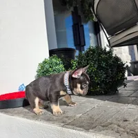 Miniature Copper, a male French Bulldog for sale in Kansas City, MO – Photo 3 of 6