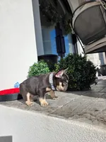 Pooh, a male French Bulldog for sale in Kansas City, MO – Photo 3 of 6