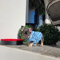 Miniature Copper, a male French Bulldog for sale in Kansas City, MO – Photo 1 of 6