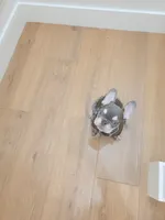 Teddy, a male French Bulldog for sale in Kansas City, MO – Photo 5 of 6