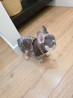 Teddy, a male French Bulldog for sale in Kansas City, MO – Photo 3 of 6