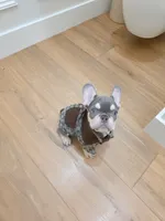 Teddy, a male French Bulldog for sale in Kansas City, MO – Photo 6 of 6