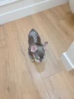 Teddy, a male French Bulldog for sale in Kansas City, MO – Photo 4 of 6