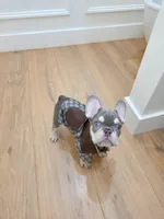 Teddy, a male French Bulldog for sale in Kansas City, MO – Photo 1 of 6