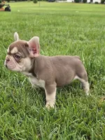 Dior , a female French Bulldog for sale in Dallas, TX – 2 of 4