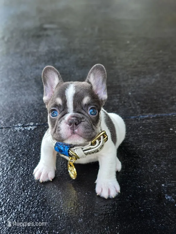 Bixby – French Bulldog puppy for sale in Saint Louis, MO