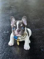 Bixby, a male French Bulldog for sale in Saint Louis, MO – 1 of 2