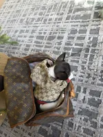 Dior, a female French Bulldog for sale in Kansas City, MO – Photo 3 of 4