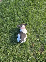 Dior, a female French Bulldog for sale in Kansas City, MO – Photo 2 of 4