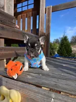 Dior, a female French Bulldog for sale in Kansas City, MO – Photo 4 of 4
