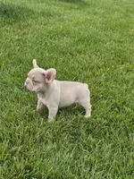 Pooh, a male French Bulldog for sale in Dallas, TX – 3 of 5