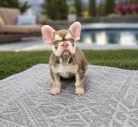 Lola, a female French Bulldog for sale in Saint Louis, MO – 1 of 1