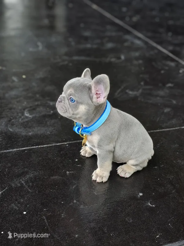 King  – French Bulldog puppy for sale in Saint Louis, MO