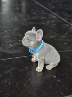 King , a male French Bulldog for sale in Saint Louis, MO – 1 of 1