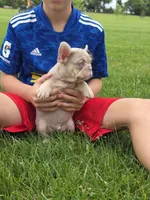 Pooh, a male French Bulldog for sale in Dallas, TX – 5 of 5