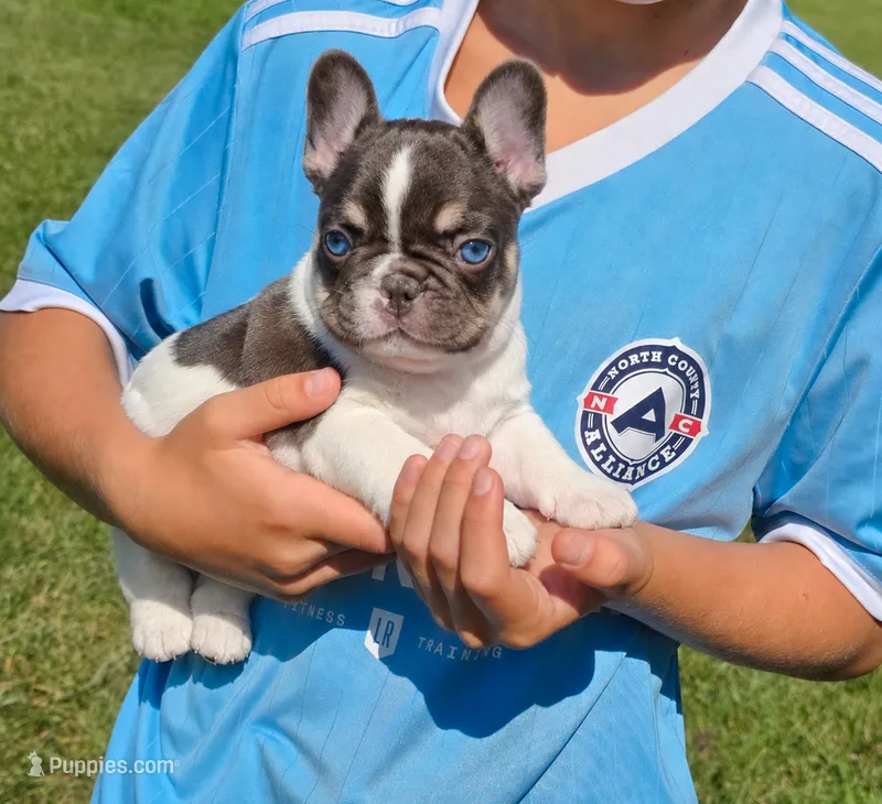 Bingo – French Bulldog puppy for sale in Springfield, MO