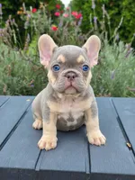 Nova, a female French Bulldog for sale in Saint Louis, MO – 1 of 1