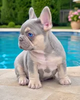 Iris, a female French Bulldog for sale in Springfield, MO – 1 of 1