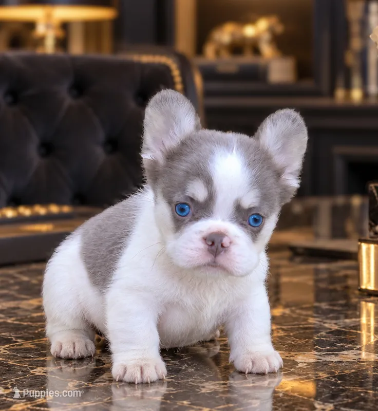 Fluffy Koda – French Bulldog puppy for sale in Springfield, MO