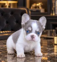 Fluffy Koda, a male French Bulldog for sale in Springfield, MO – 1 of 2