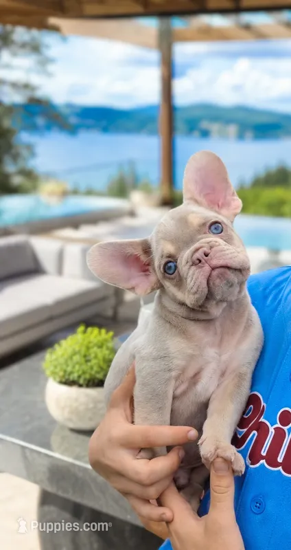 Whiskey  – French Bulldog puppy for sale in Kansas City, KS