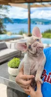 Whiskey , a male French Bulldog for sale in Kansas City, KS – 1 of 1