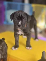 processed/7cd5f7ca-1d18-47dd-9a1f-9f4d93e7e3aa/listing/7bb68c03-3cb4-4fbf-9b62-33c164a229b3/213a82e5-d81a-471d-86b2-8c6d11ae2093