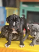 processed/7cd5f7ca-1d18-47dd-9a1f-9f4d93e7e3aa/listing/7bb68c03-3cb4-4fbf-9b62-33c164a229b3/26109541-cb52-4535-aec3-0be143f3050b