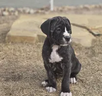 Zoe, a female Cane Corso for sale in Brighton, CO – Photo 5 of 10