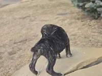 Zoe, a female Cane Corso for sale in Brighton, CO – Photo 7 of 10