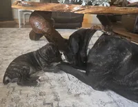 Zoe, a female Cane Corso for sale in Brighton, CO – Photo 9 of 10