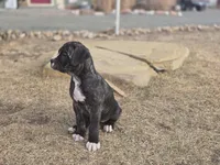 Zoe, a female Cane Corso for sale in Brighton, CO – Photo 8 of 10