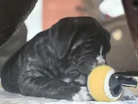 Zoe, a female Cane Corso for sale in Brighton, CO – Photo 4 of 10