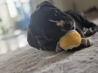 Zoe, a female Cane Corso for sale in Brighton, CO – Photo 10 of 10