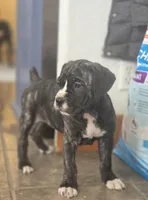 Zoe, a female Cane Corso for sale in Brighton, CO – Photo 2 of 10