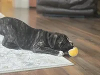 Zoe, a female Cane Corso for sale in Brighton, CO – Photo 3 of 10