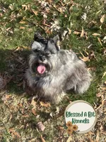 Wednesday, a female Miniature Schnauzer for sale in Ranburne, AL – Photo 2 of 4