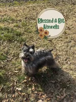 Wednesday, a female Miniature Schnauzer for sale in Ranburne, AL – Photo 3 of 4