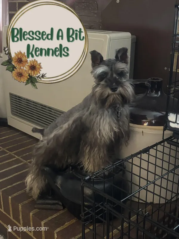 Wednesday – Miniature Schnauzer puppy for sale in Ranburne, AL