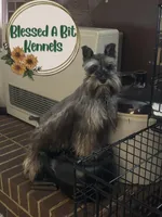 Wednesday, a female Miniature Schnauzer for sale in Ranburne, AL – Photo 1 of 4