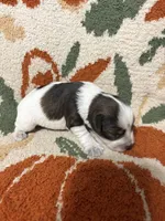 Liver parti male, a male Miniature Schnauzer for sale in Ranburne, AL – 2 of 4