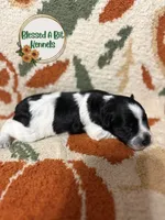 Roan female 1, a female Miniature Schnauzer for sale in Ranburne, AL – 1 of 4