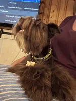 Penny, a female Miniature Schnauzer for sale in Ranburne, AL – Photo 9 of 9