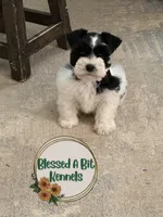 Penny, a female Miniature Schnauzer for sale in Ranburne, AL – Photo 3 of 9
