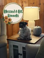 Penny, a female Miniature Schnauzer for sale in Ranburne, AL – Photo 7 of 9