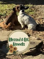 Penny, a female Miniature Schnauzer for sale in Ranburne, AL – Photo 8 of 9