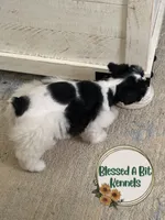 Penny, a female Miniature Schnauzer for sale in Ranburne, AL – Photo 5 of 9