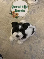 Penny, a female Miniature Schnauzer for sale in Ranburne, AL – Photo 2 of 9