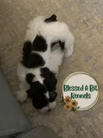 Penny, a female Miniature Schnauzer for sale in Ranburne, AL – Photo 1 of 9