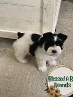 Penny, a female Miniature Schnauzer for sale in Ranburne, AL – Photo 4 of 9